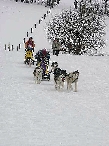 2003 schlittenhunde010.jpg